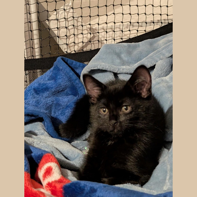 Photo of Pudding Meetme@Petstock Hastings Store 