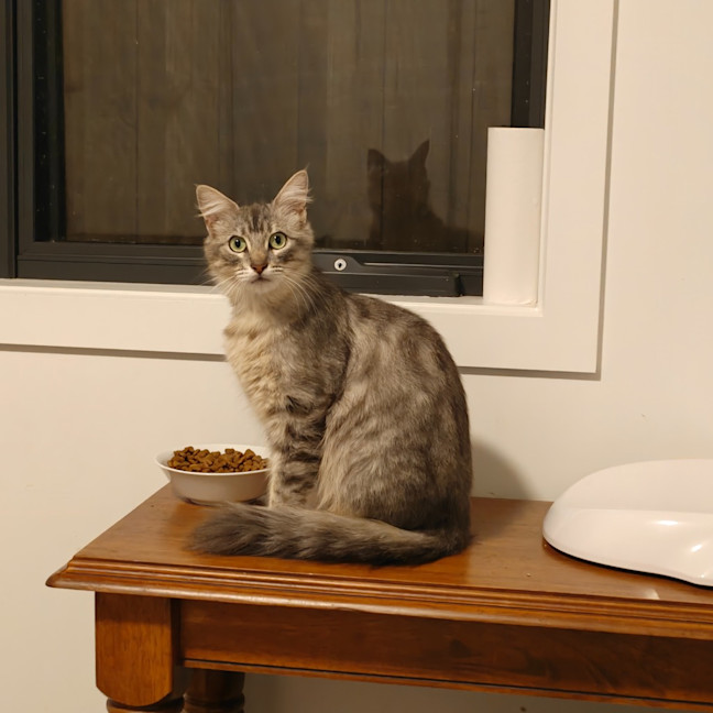 Photo of Kitten Bluebell