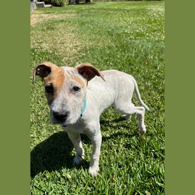 Photo of Rob   11 Week Old Cattle Dog X Staffy(trial 6/10)