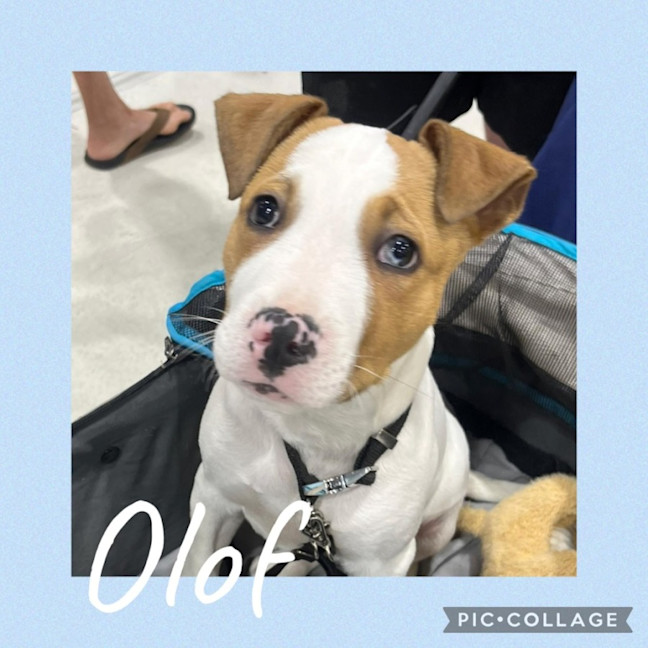 Photo of Olof