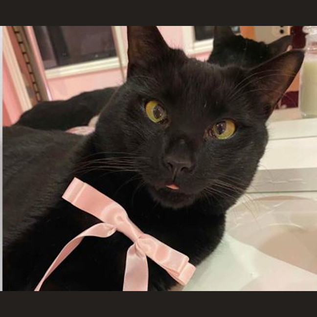 Photo of Mittens