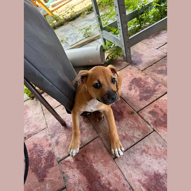 Photo of Atlas