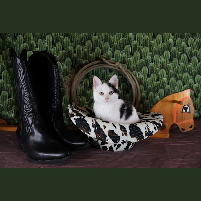 Photo of Calamity Jane
