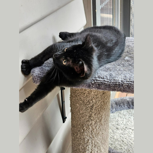 Photo of Jag ** 2nd Chance Cat Rescue **