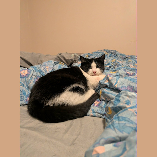 Photo of Stumpy