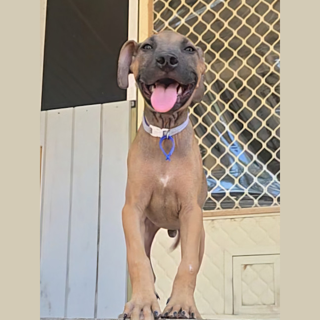 Photo of Theodore   16 Week Old Mixed Breed (Trial)