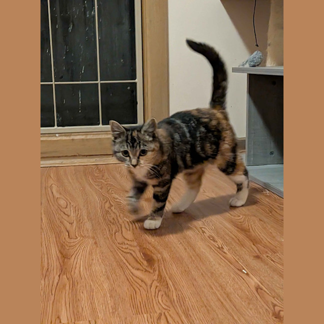 Photo of Popcorn
