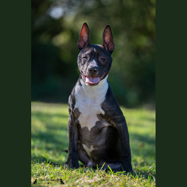 Photo of Darcy