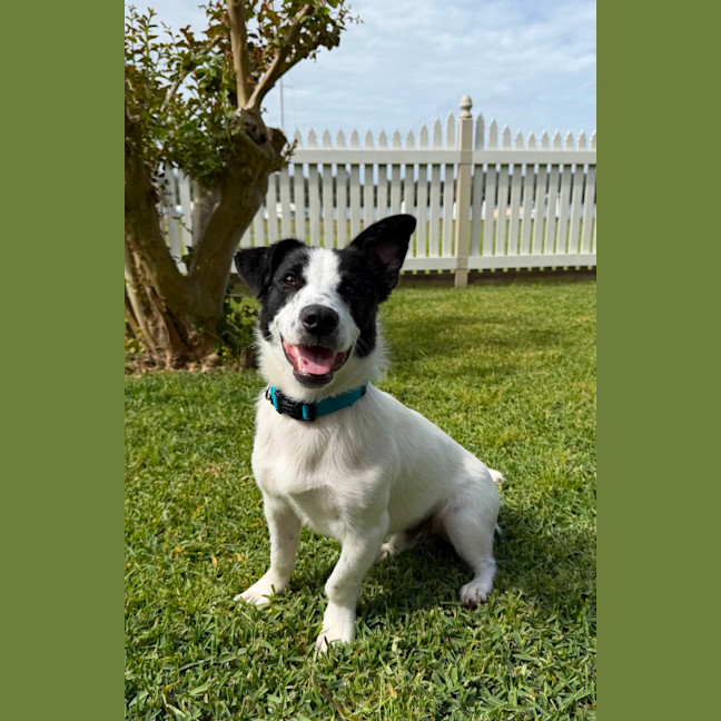 Photo of Peanut 