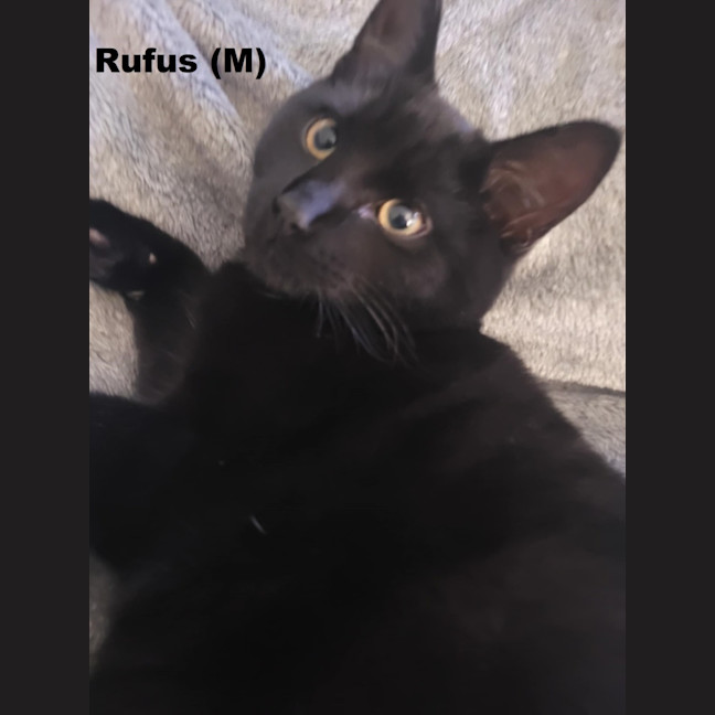 Photo of Rufus