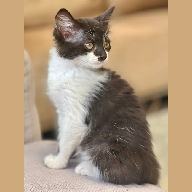 Photo of Tyseen ** 2nd Chance Cat Rescue**