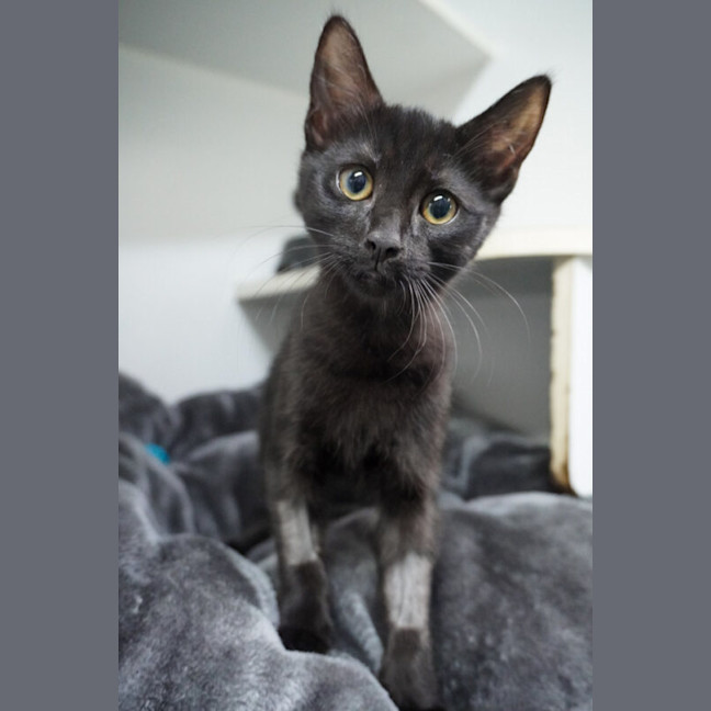 Photo of Ash