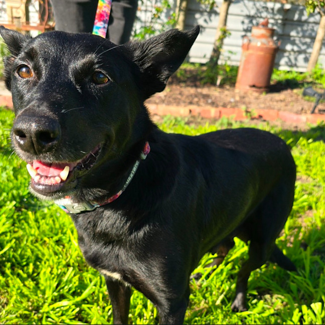 Photo of Bess