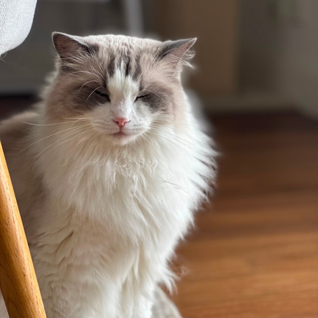 Photo of Peaches 🍑   Assisted Rehome