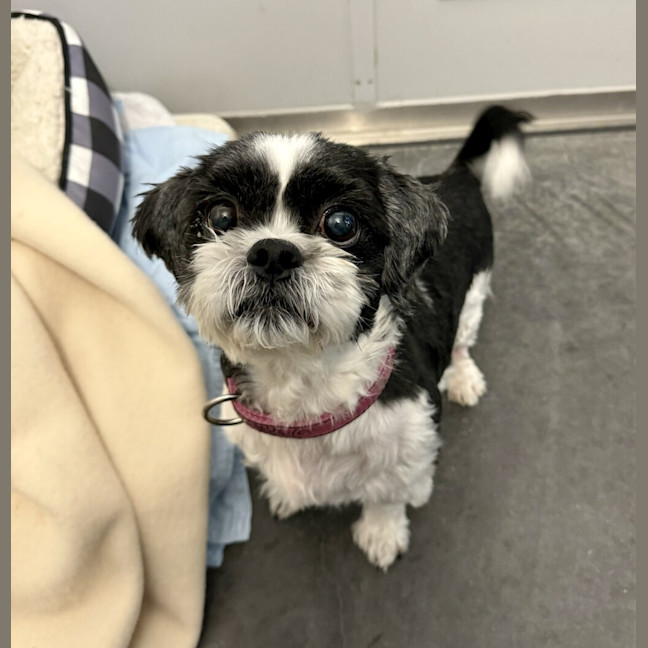 Photo of Biggie (Bonded To Bonnie)