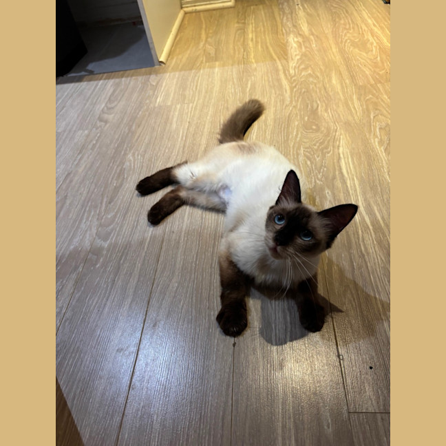 Photo of 🍫 Coco 🍫