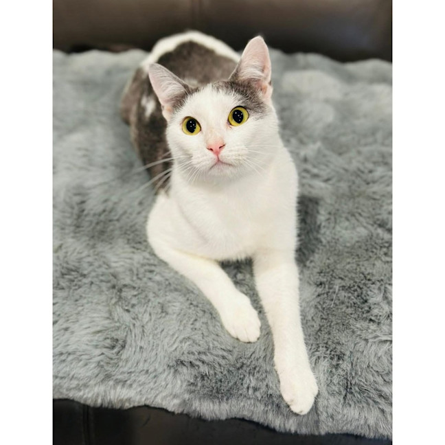 Photo of 13110   Sadie