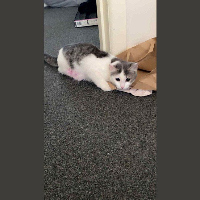 Photo of Goose