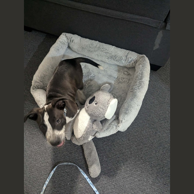 Photo of Hugo (Bessie's Puppy)