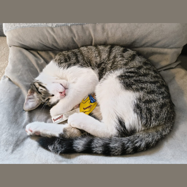 Photo of Purrcy
