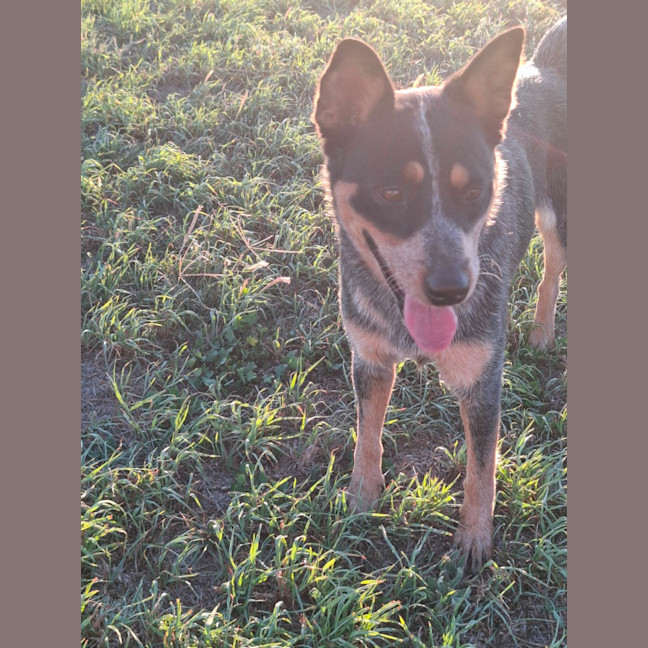 Photo of Shelby