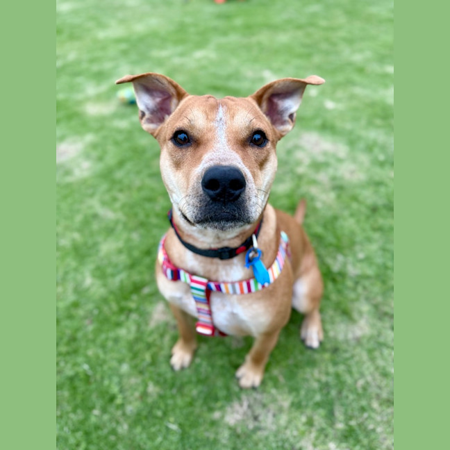 Photo of Koda