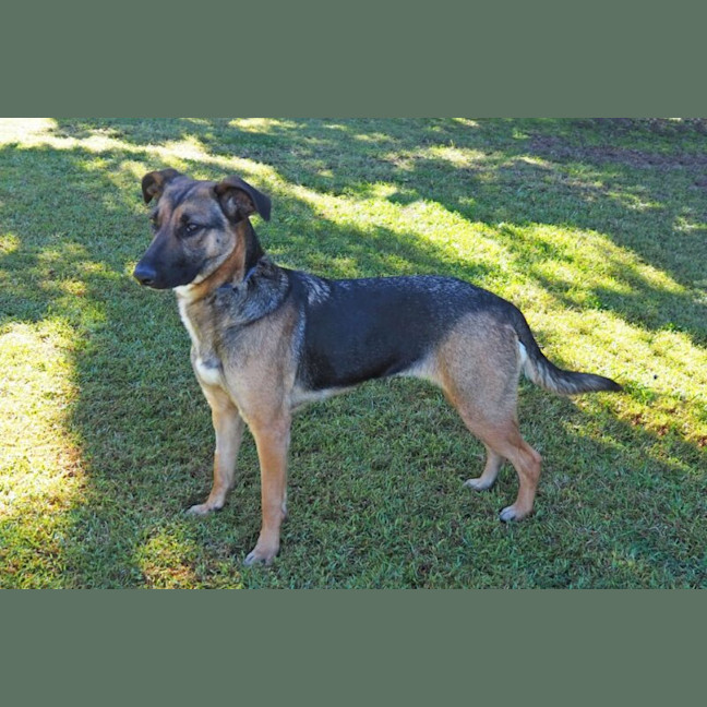 Photo of Dash