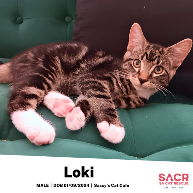 Photo of Loki
