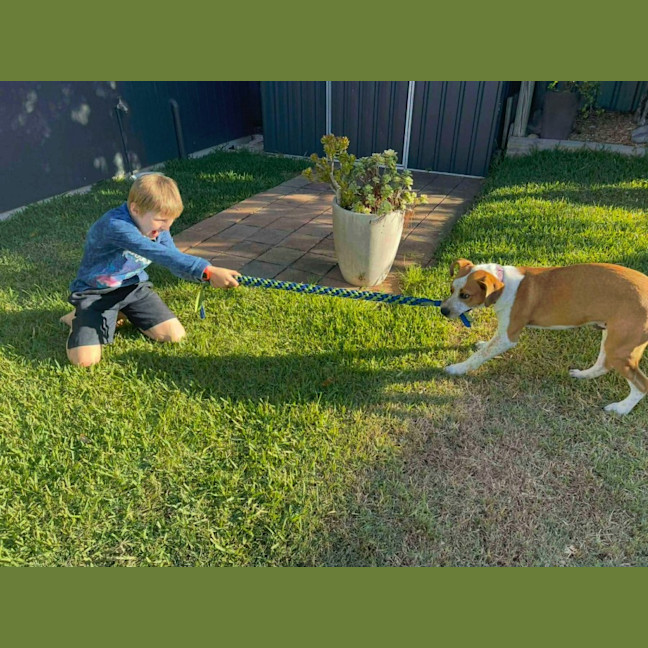 Photo of Nugget   5 Month Old Staffy X