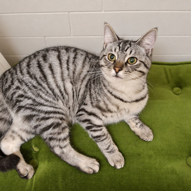 Photo of Tinsel
