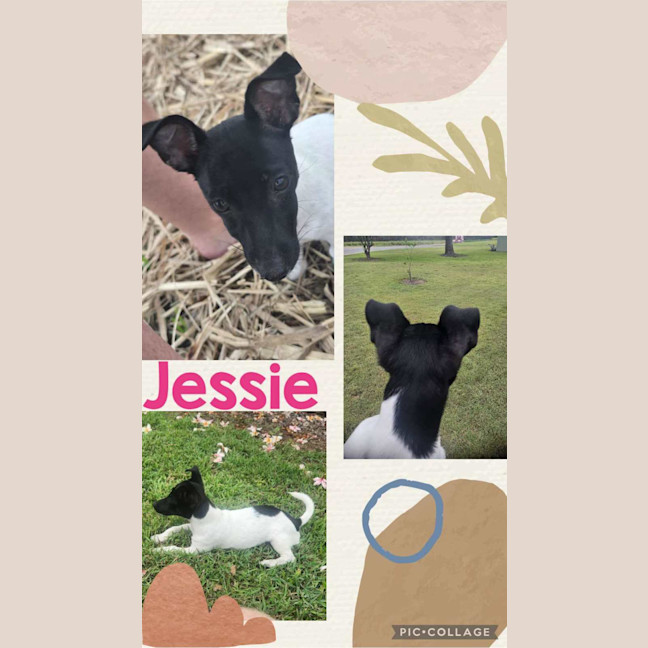 Photo of Jessie