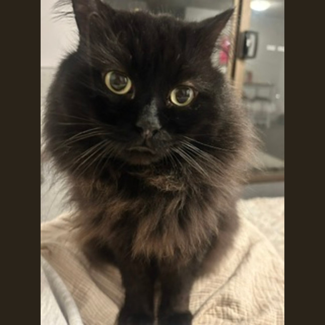 Photo of Jet   9 Year Old Domestic Long Hair
