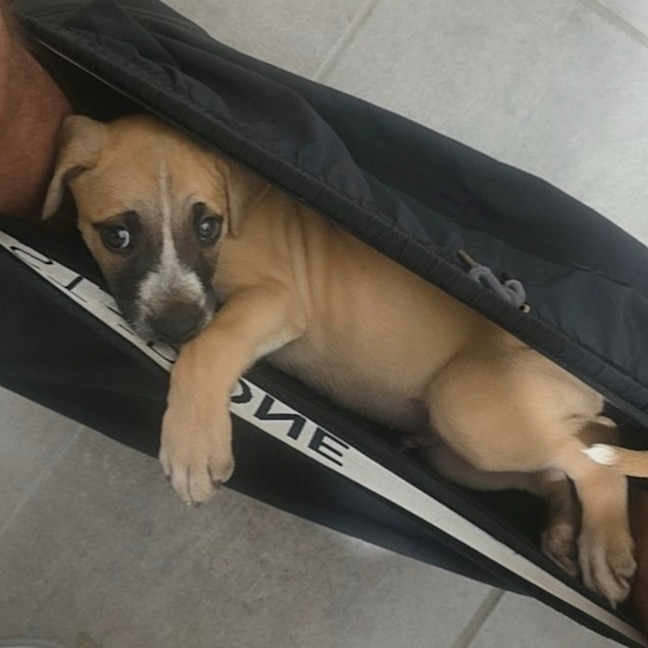 Photo of Theo