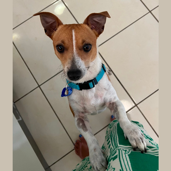 Photo of Remy   18 Month Old Fox Terrier X