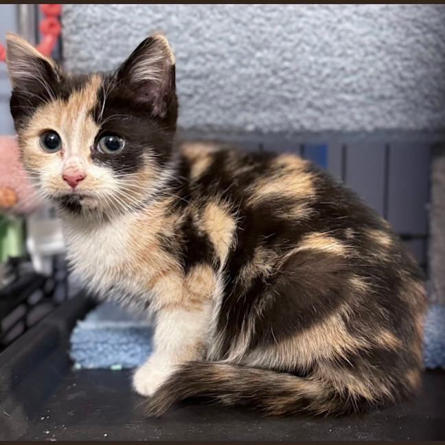 Photo of Wynter 🌺