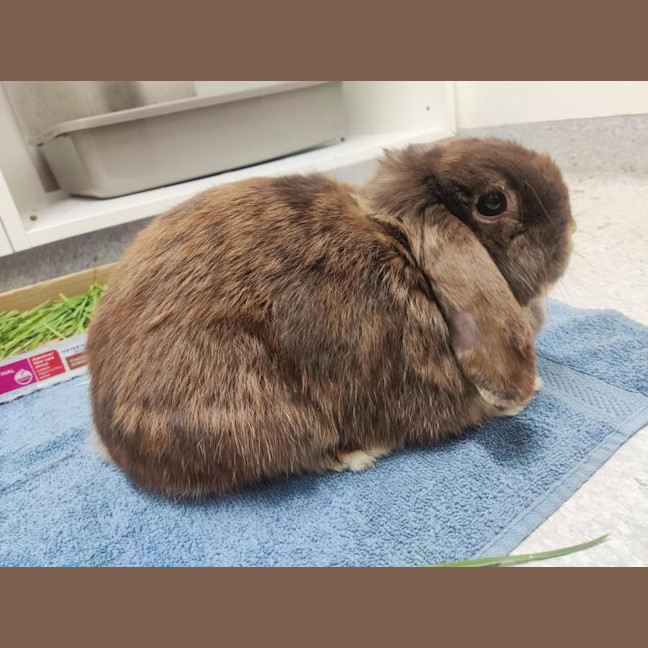 Photo of Hazel
