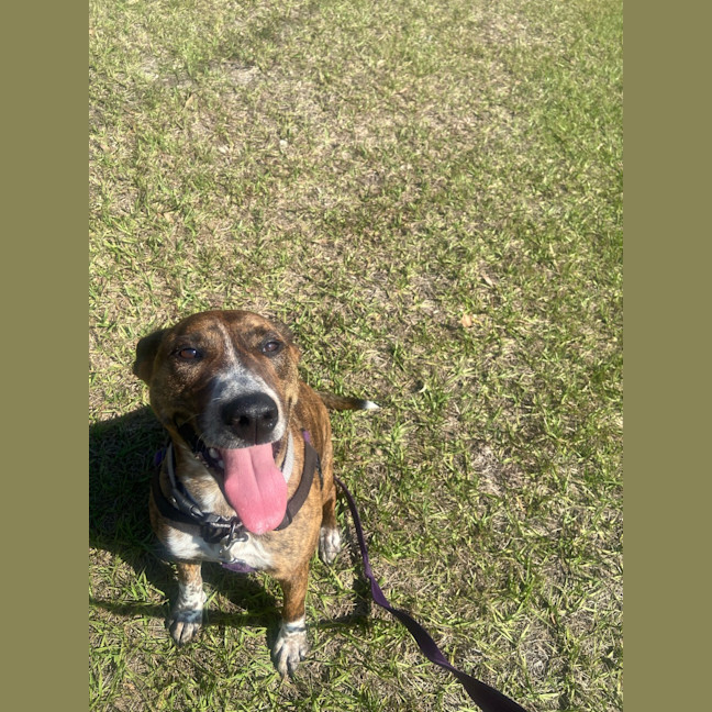 Photo of Honey