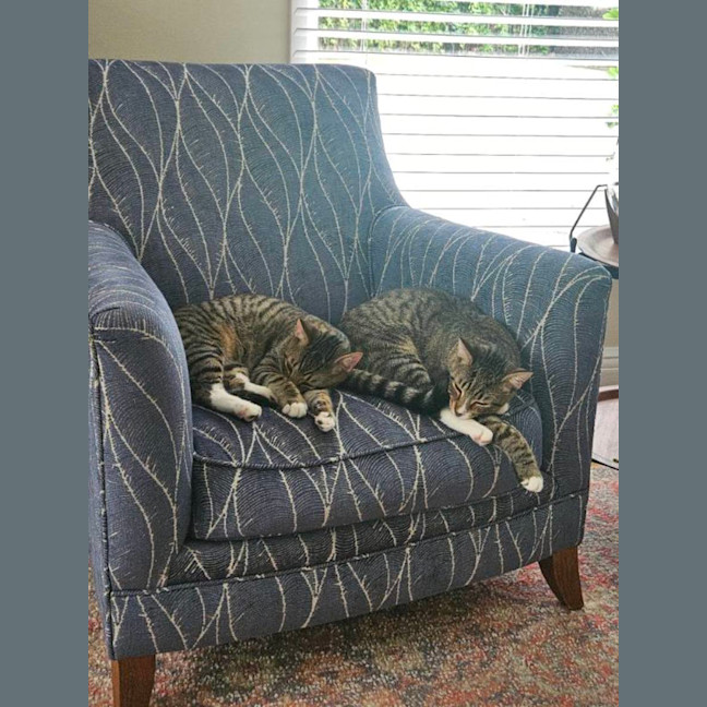 Photo of Pebbles