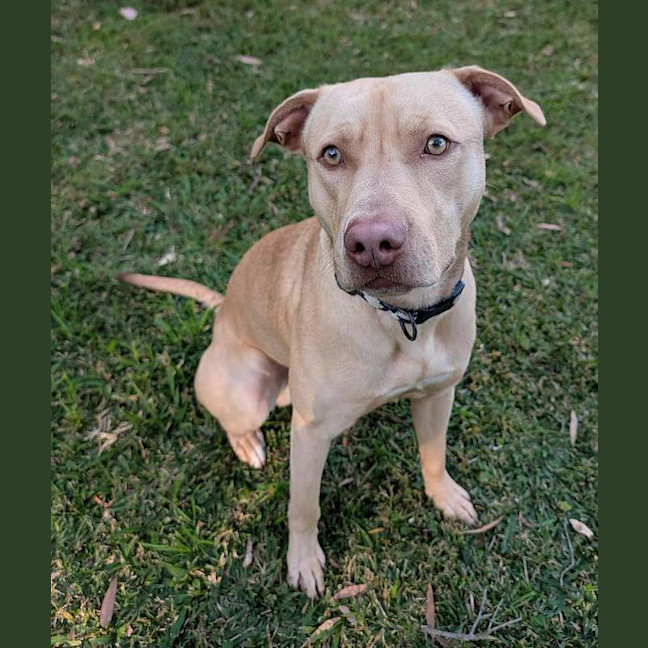 Photo of Scrappy