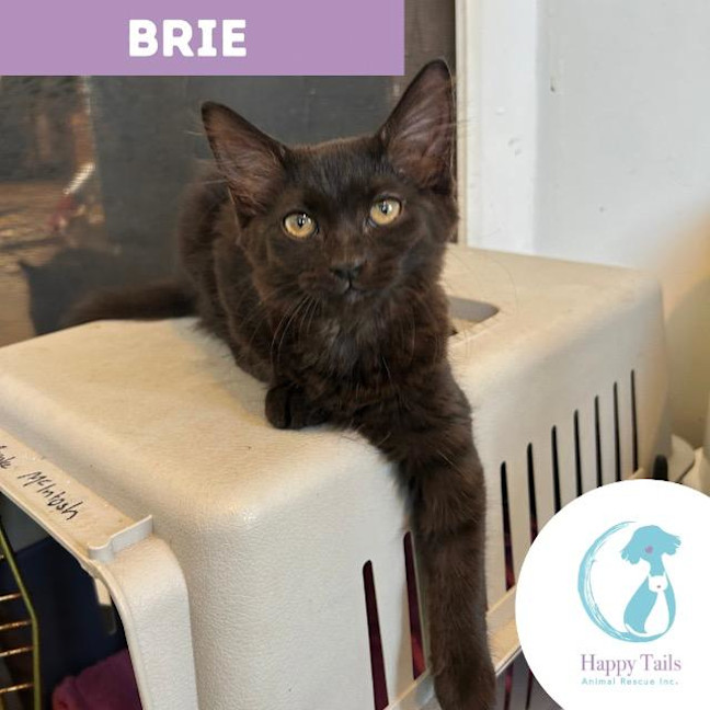 Photo of Brie