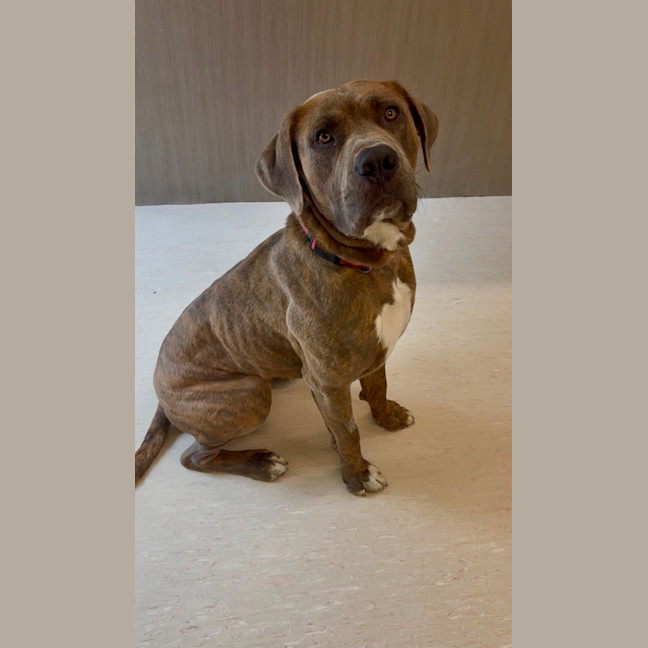 Photo of Bandit