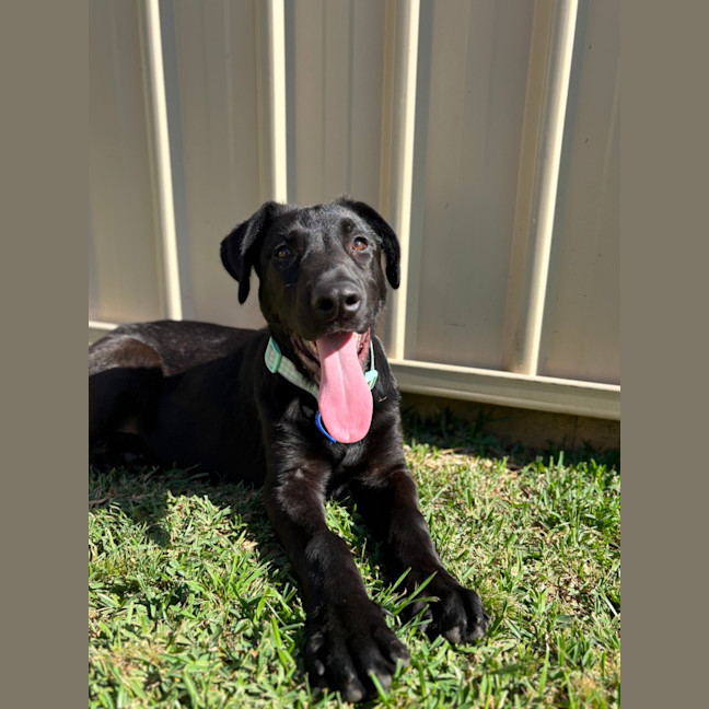 Photo of Oz   5 Month Old German Shepherd X