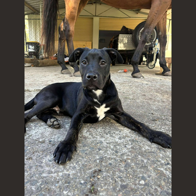 Photo of Stitch