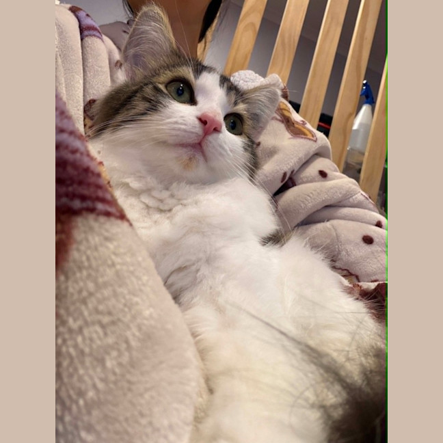 Photo of Cashew