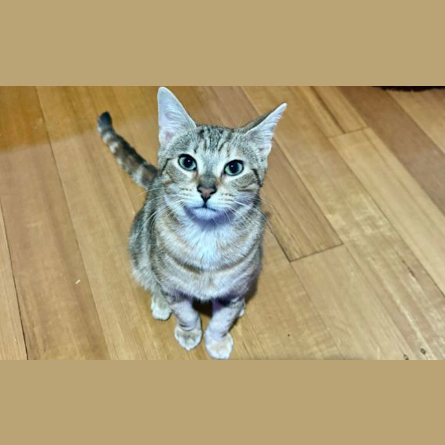 Photo of Nutmeg