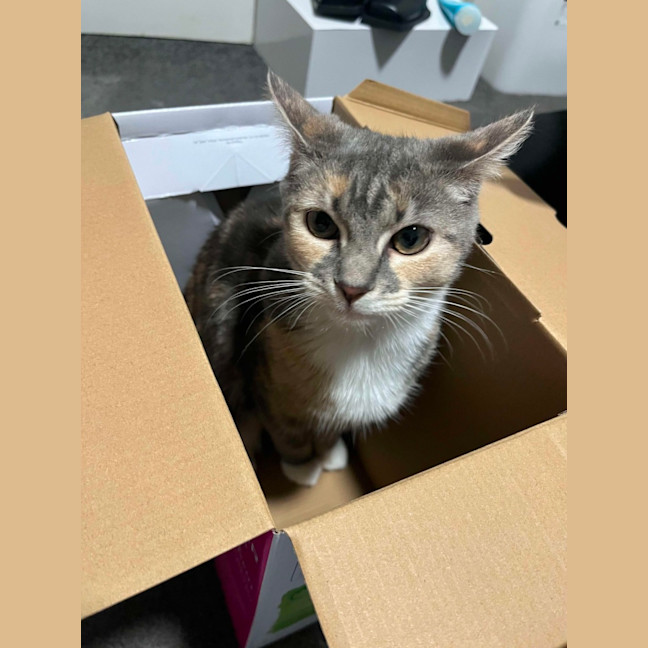 Photo of Purrl & Punchy! 