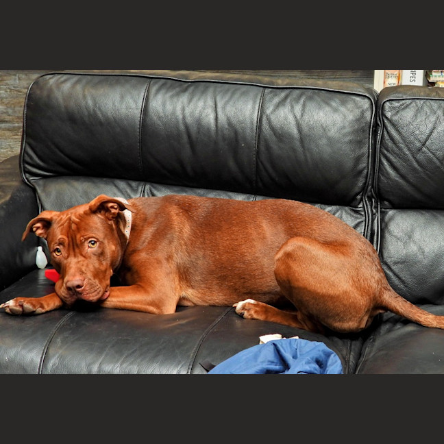 Photo of Coco