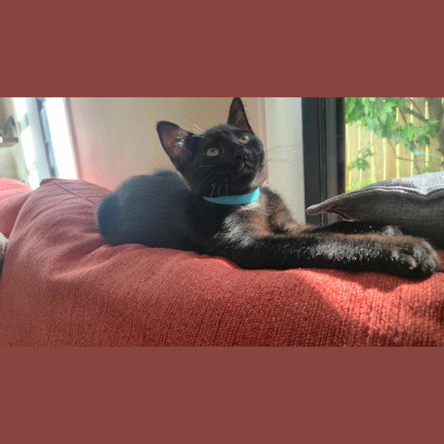 Photo of Mr Purrcival