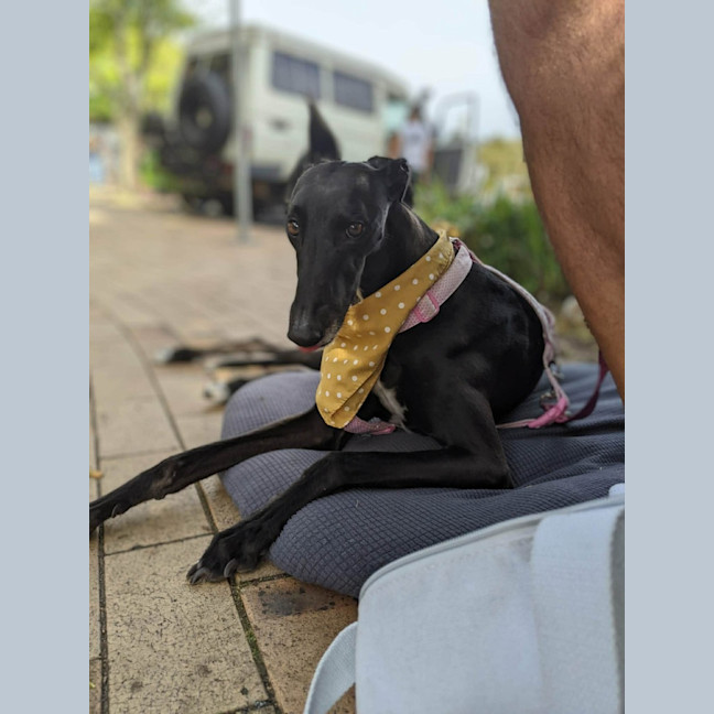 Photo of Cassie, The Greyhound