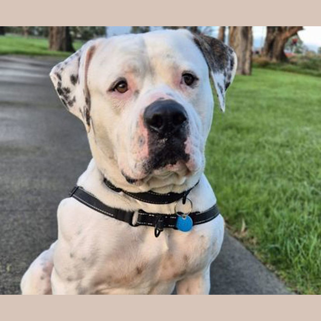 Photo of Max